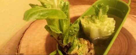 How to Regrow Lettuce Image